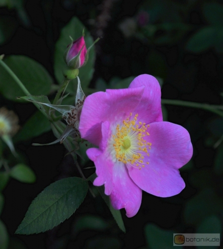 Rosa gallica 'officinalis' -- Apothekerrose